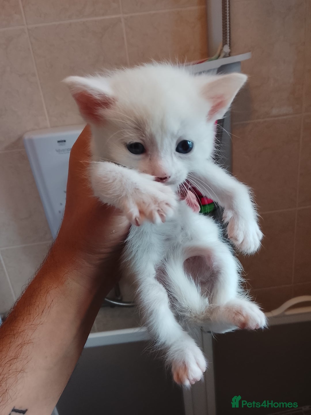 Turkish Angora cats for sale: Turkish angora w/kittens - Image 5