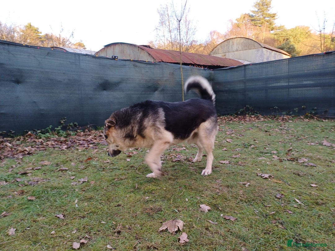 Mixed Breed dogs for adoption: 🐶Really… does nobody want to give me a chance? 💔 - Advert 9