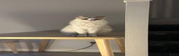 Ragdoll cats for sale: GCCF Registered Lilac Bicolour Ragdoll   - Advert 2