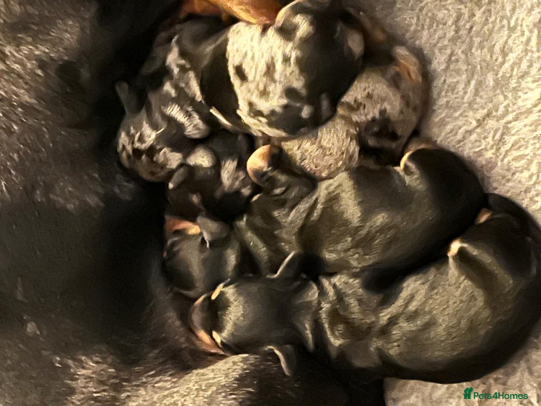 Miniature Dachshund dogs for stud: Black & Tan - Carrying Chocolate (3.8kg) in Dalry - Image 4