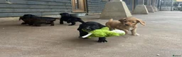 Cocker Spaniel dogs for sale: BEAUTIFUL MIXED COLOUR LITTER,HEALTHTESTED PARENTS - Advert 7