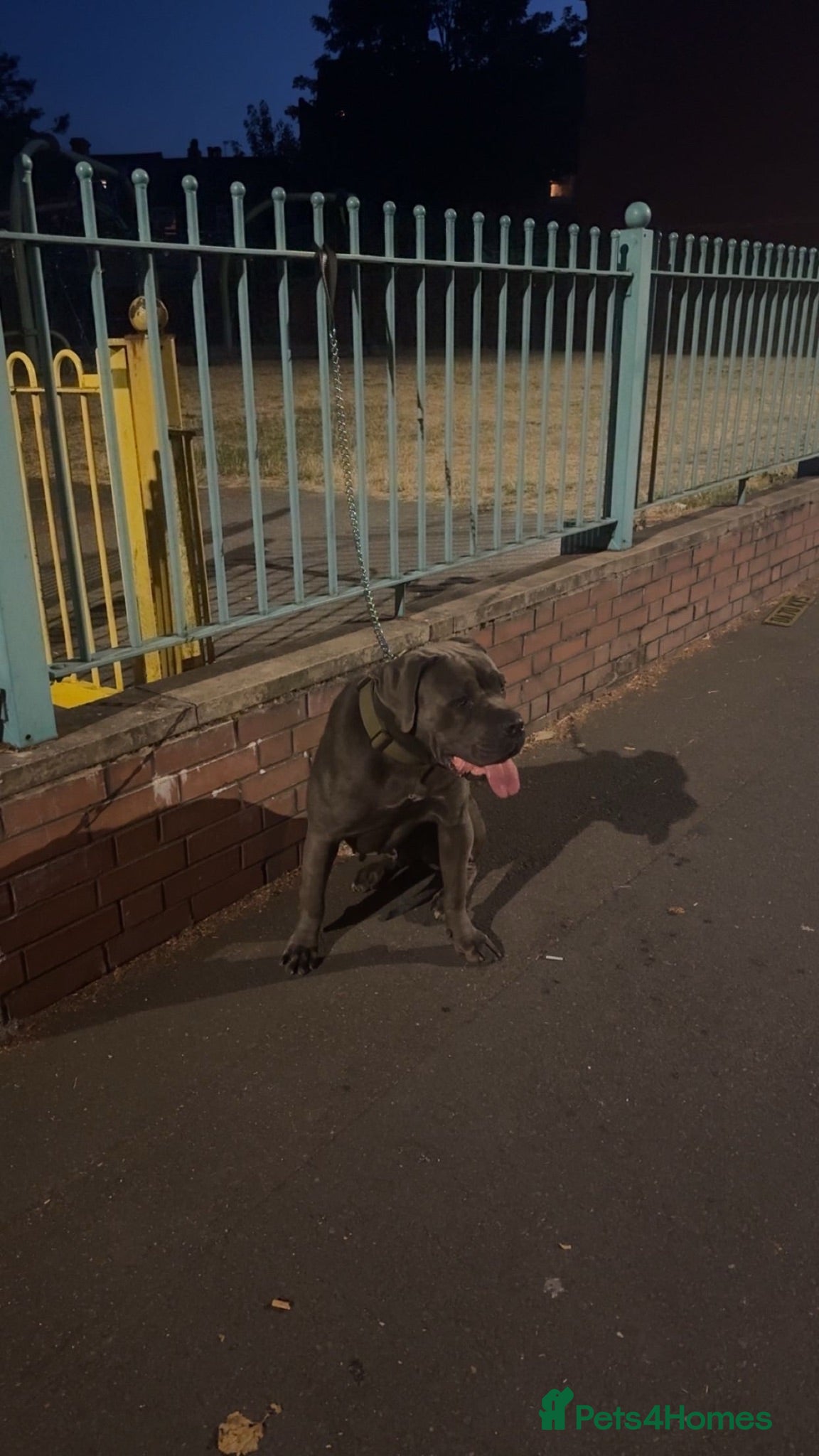 Cane Corso dogs Female Cane Corso - Advert 1