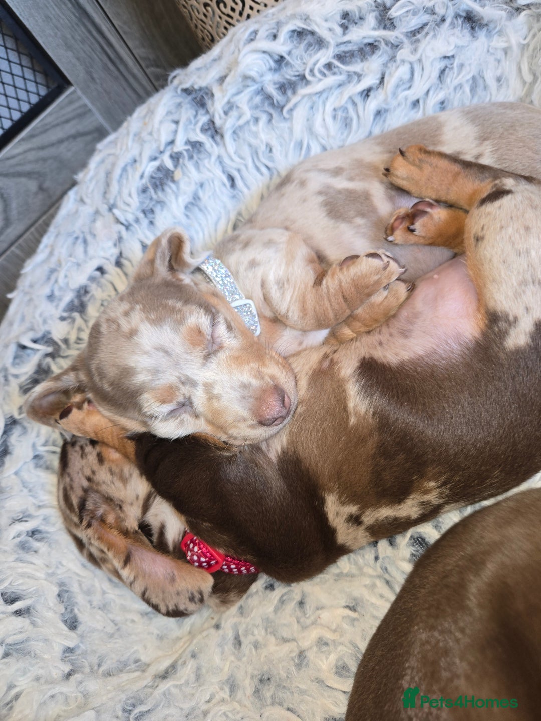 Dachshund dogs for sale: Beautiful KC REG dachshund pups - Advert 16