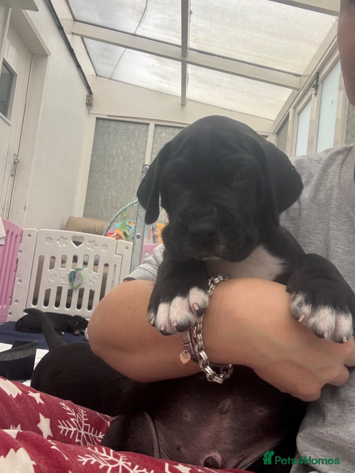 Great Dane dogs for sale: Gorgeous litter of kc registered Dane puppies - Advert 2