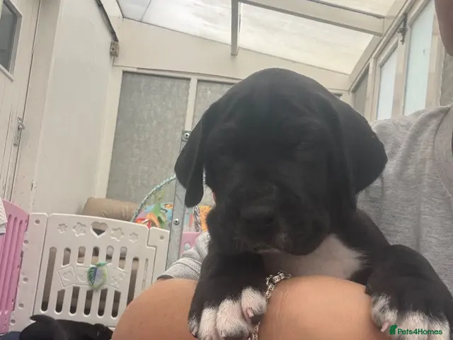 Great Dane dogs for sale: Gorgeous litter of kc registered Dane puppies - Advert 2