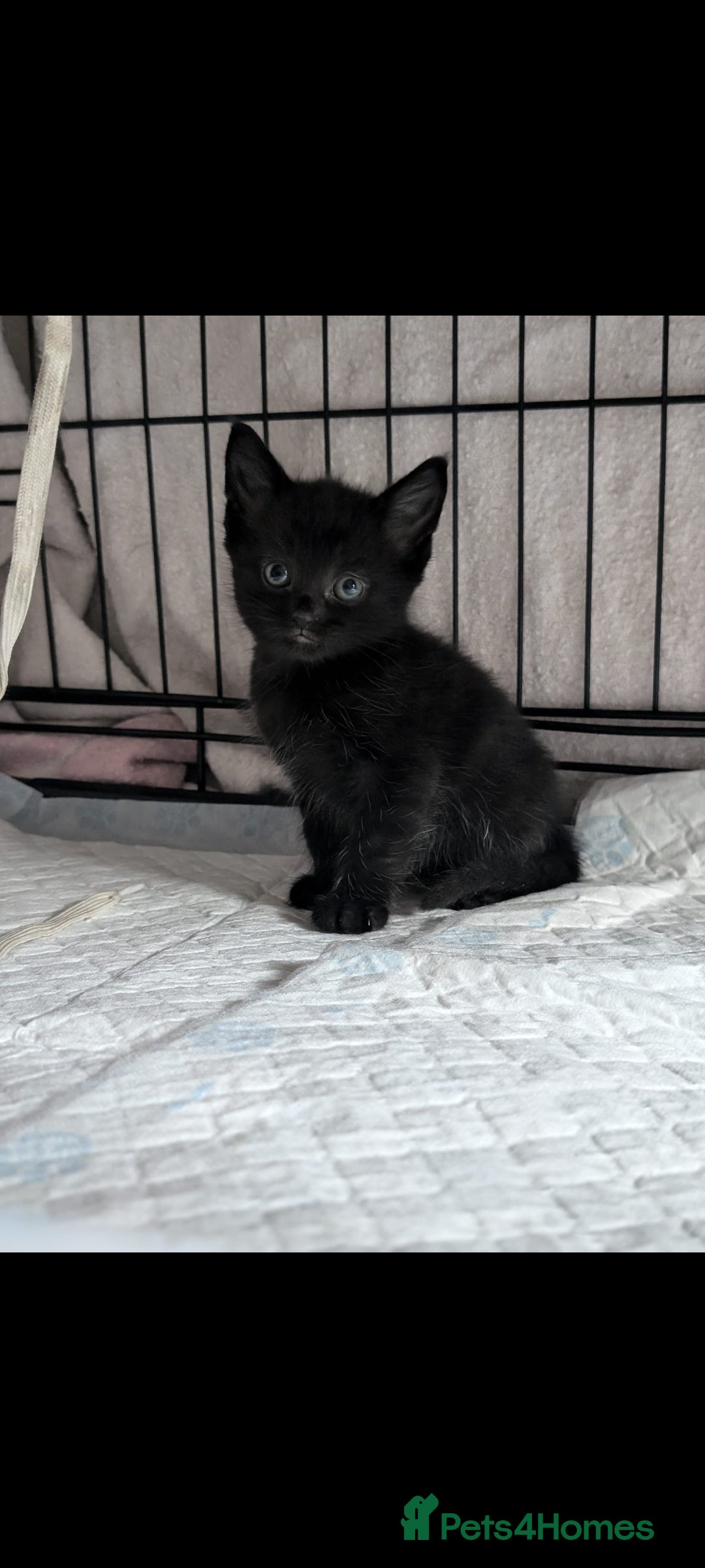 British Longhair cats for sale: Beautiful gorgeous kittens for sale - Image 7