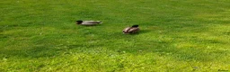 Ducks poultry for sale: CALL DUCKS  - Advert 2
