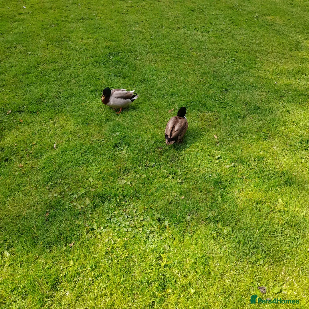 Ducks poultry for sale: CALL DUCKS  - Advert 2