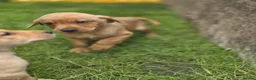 Labrador Retriever dogs for sale: Fox red Labrador puppys kc registered  - Advert 7