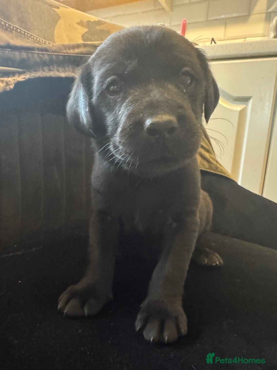 Labrador Retriever dogs for sale: Stunning homebred labs - Advert 14