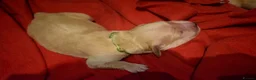 Golden Retriever dogs for sale: Golden Retriever Puppies - Advert 17