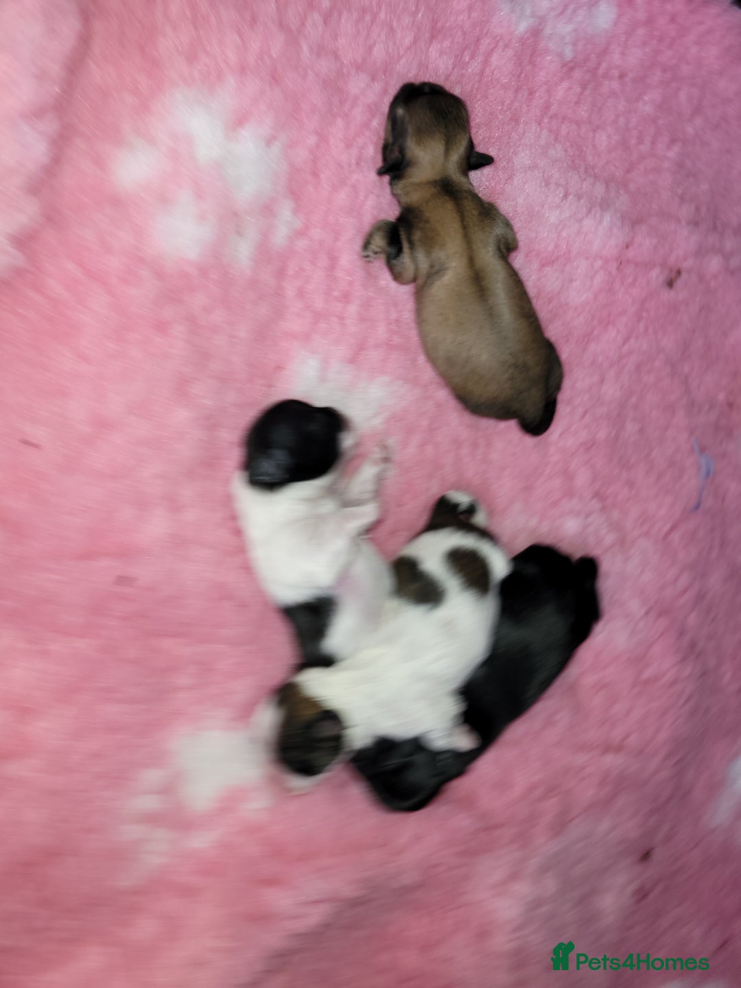 Shih Tzu dogs for sale: Beautiful Shih Tzu Puppies - Image 6