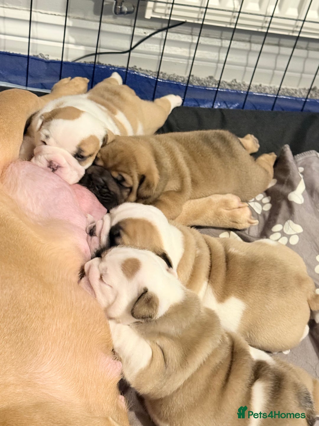 English Bulldog dogs for sale: Exceptional Show-Quality KC English Bulldog Boy - Advert 6