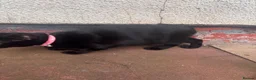 Mixed Breed cats for sale: Black beauty - Advert 3