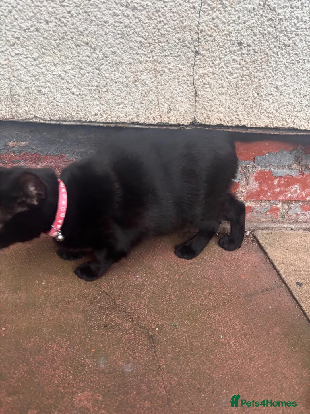 Mixed Breed cats for sale: Black beauty - Advert 3
