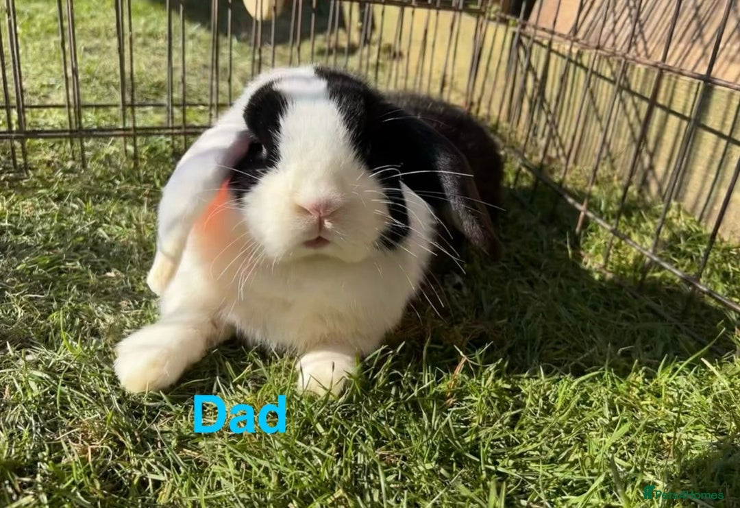 Mini Lop rabbits for sale: 2 beautiful pure mini lop babies - Image 12