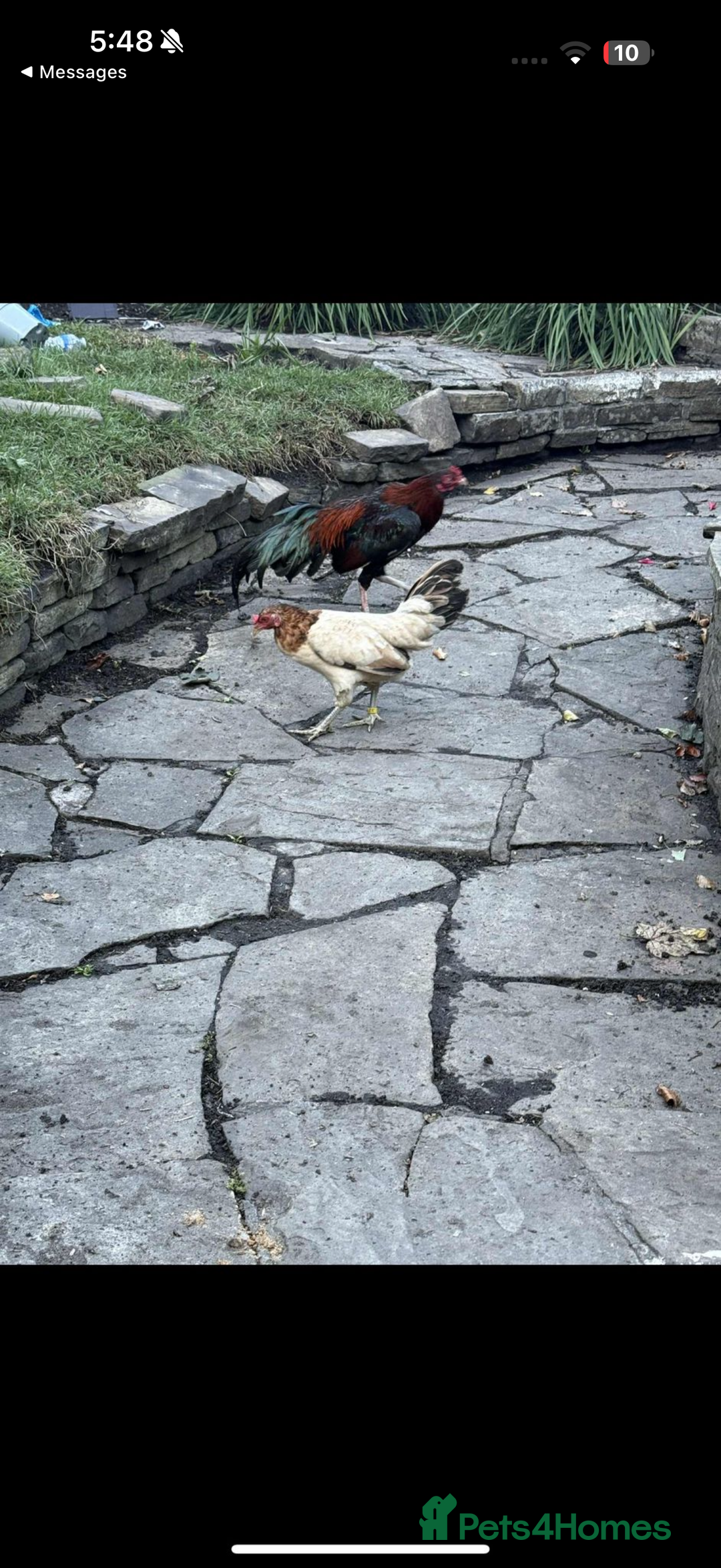 Chickens poultry for sale: Aseel rooster hens mianwali begum cheena saleta - Image 9
