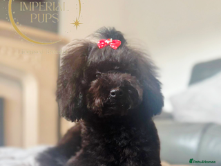 Toy Poodle dogs Asian toy poodle round eyes sable flat muzzle - Advert 13