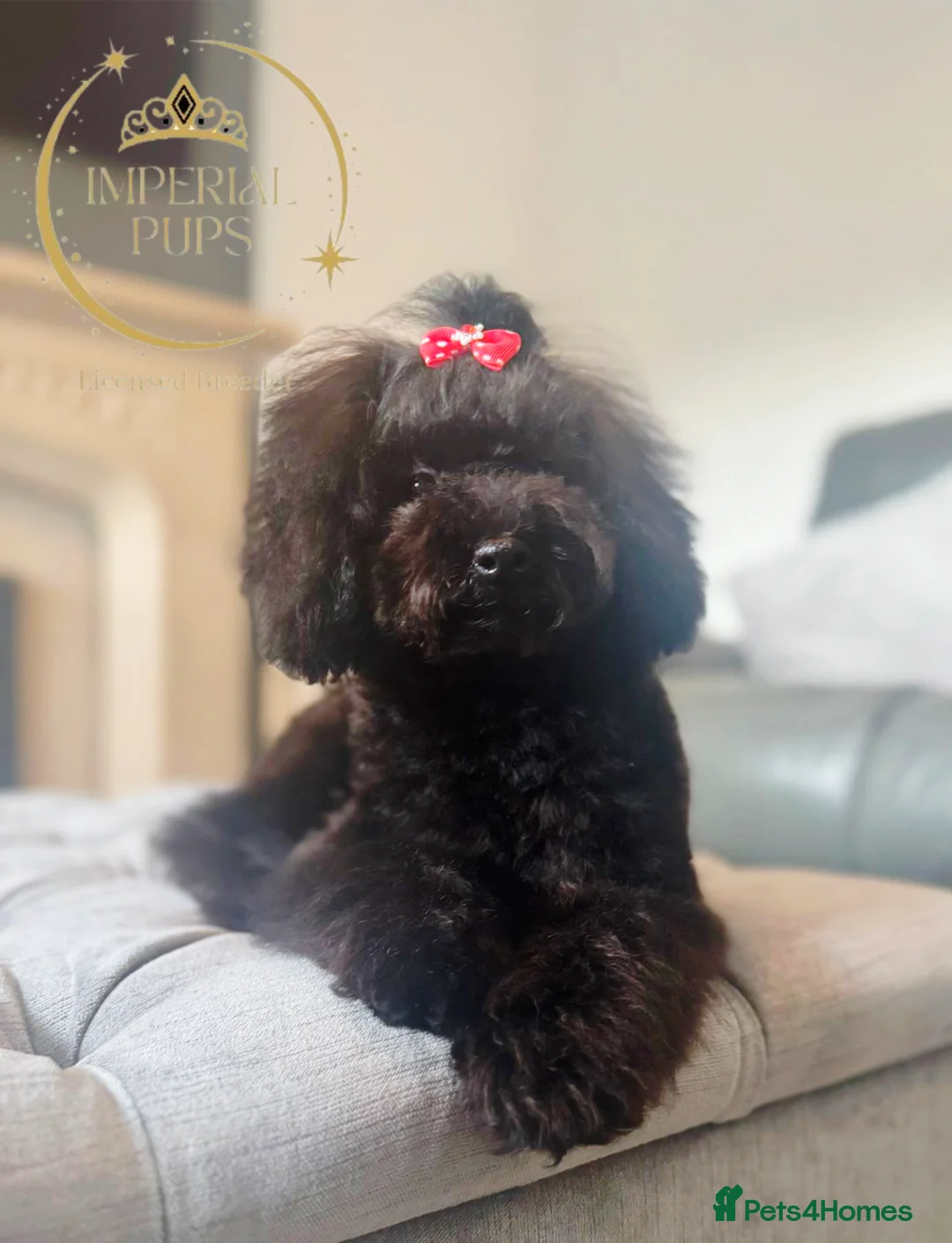 Toy Poodle dogs for sale: Asian toy poodle round eyes sable flat muzzle  - Advert 6