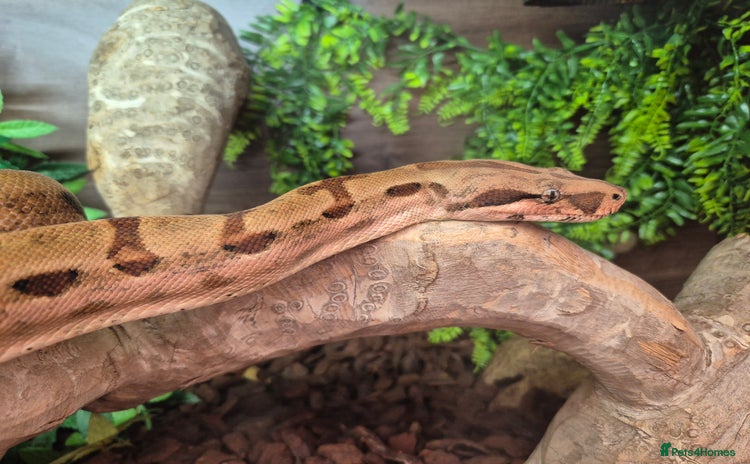 Boa Snake reptiles - Advert 1