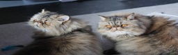 Persian cats for sale: Eric & Mickey - Advert 5