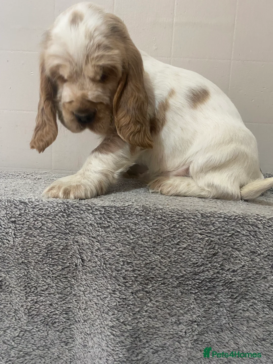 Cocker Spaniel dogs for sale: ‘Show Type’ Cocker Spaniel Puppies. KC Registered. - Advert 30