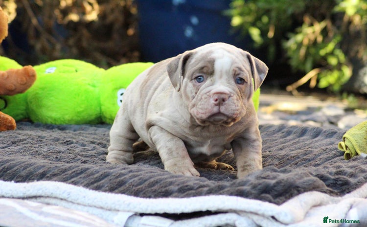 Olde English Bulldogge dogs Beautiful olde English bulldogs 🩷 - Advert 2