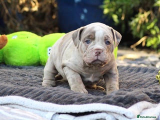Olde English Bulldogge dogs Beautiful olde English bulldogs ready next week 🩷 - Advert 4