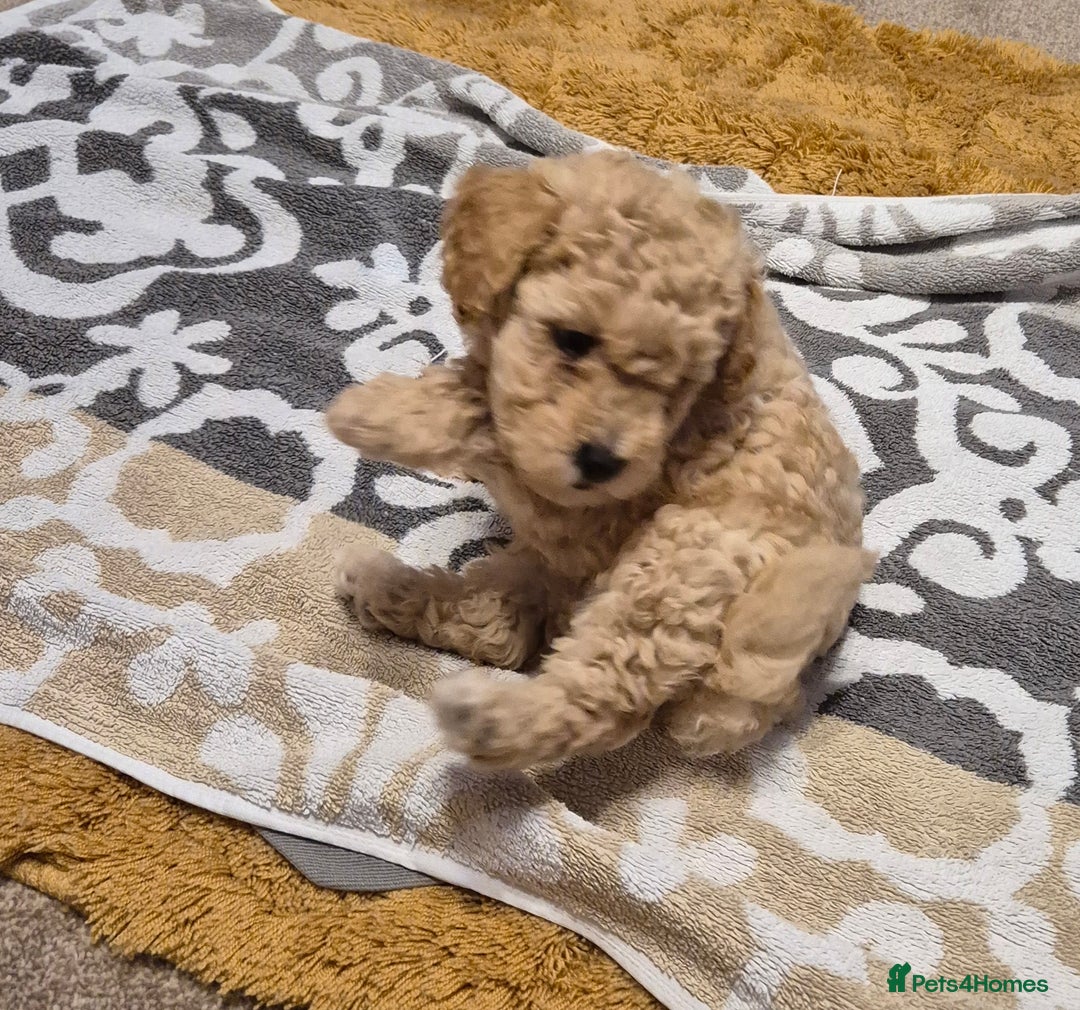 Poodle dogs for sale: Poodle pups - Image 4