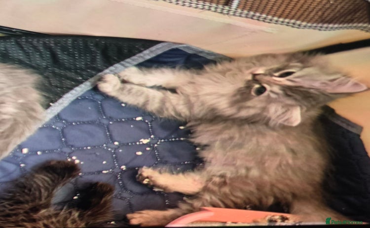 Persian cats - Advert 10
