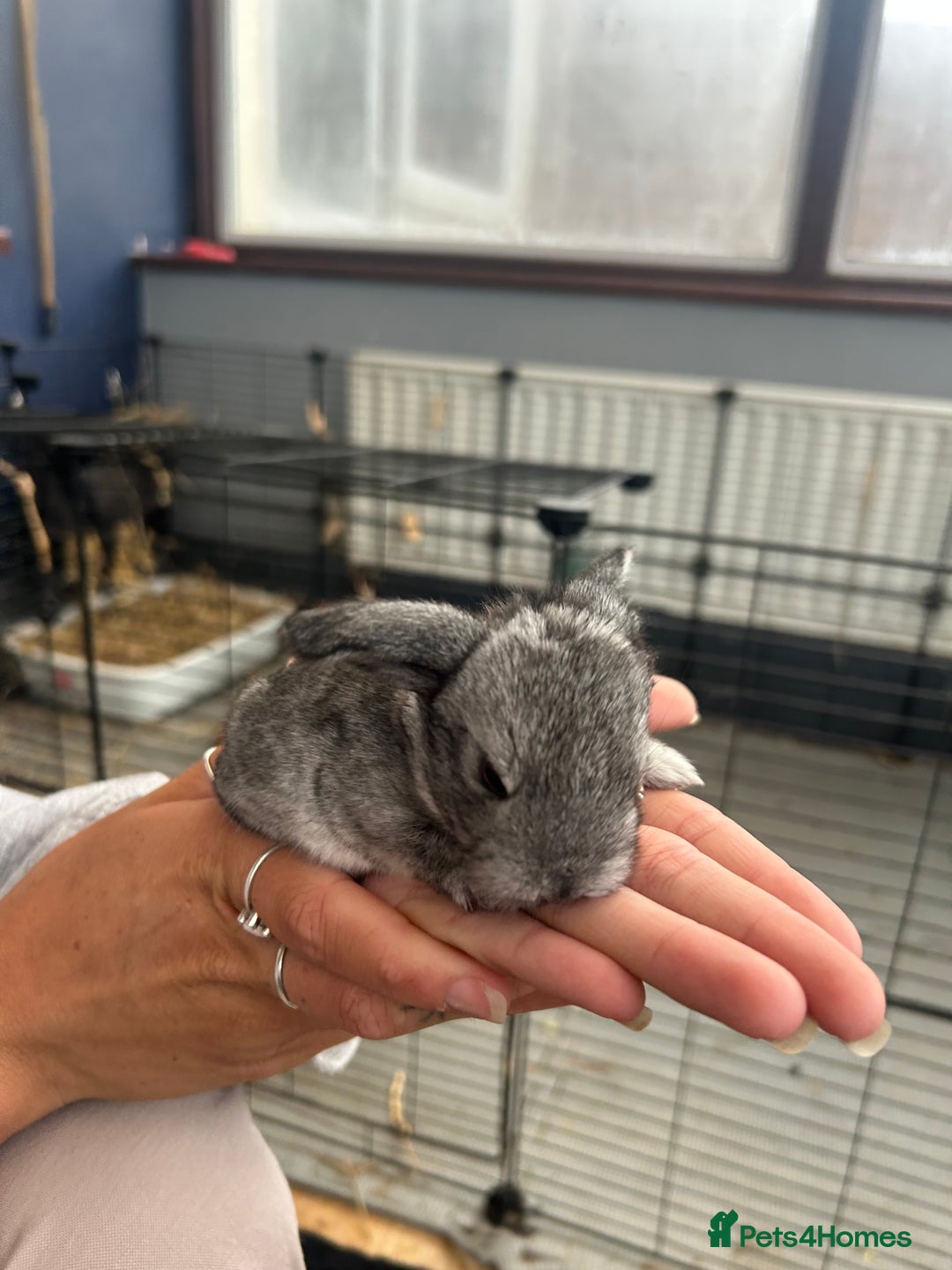 Mini Lop rabbits for sale: Mini lop babies  - Image 8