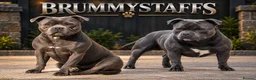 Staffordshire Bull Terrier dogs for stud: Outstanding Blue Staffordshire Bull Terrier Males - Advert 1