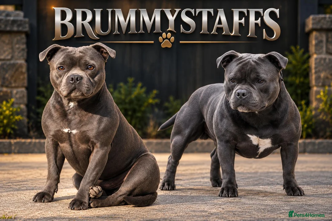 Staffordshire Bull Terrier dogs for stud: Outstanding Blue Staffordshire Bull Terrier Males - Advert 1