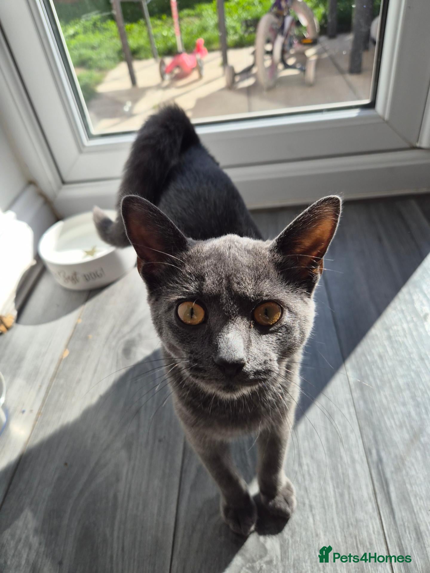 Mixed Breed cats 5 month old kitten  - Advert 1