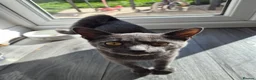 Mixed Breed cats for sale: 5 month old kitten  in York - Advert 1