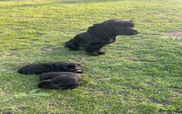 Mixed Breed dogs for sale: Sprocker cross blue staffy puppies for sale  - Image 9