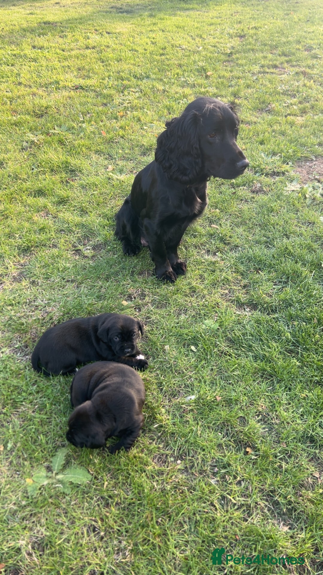 Mixed Breed dogs for sale: Sprocker cross blue staffy puppies for sale  - Image 9
