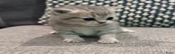 Scottish Fold cats for sale: Mackerel Boy Scottish Folds - Blue/Gold Shaded - Advert 15