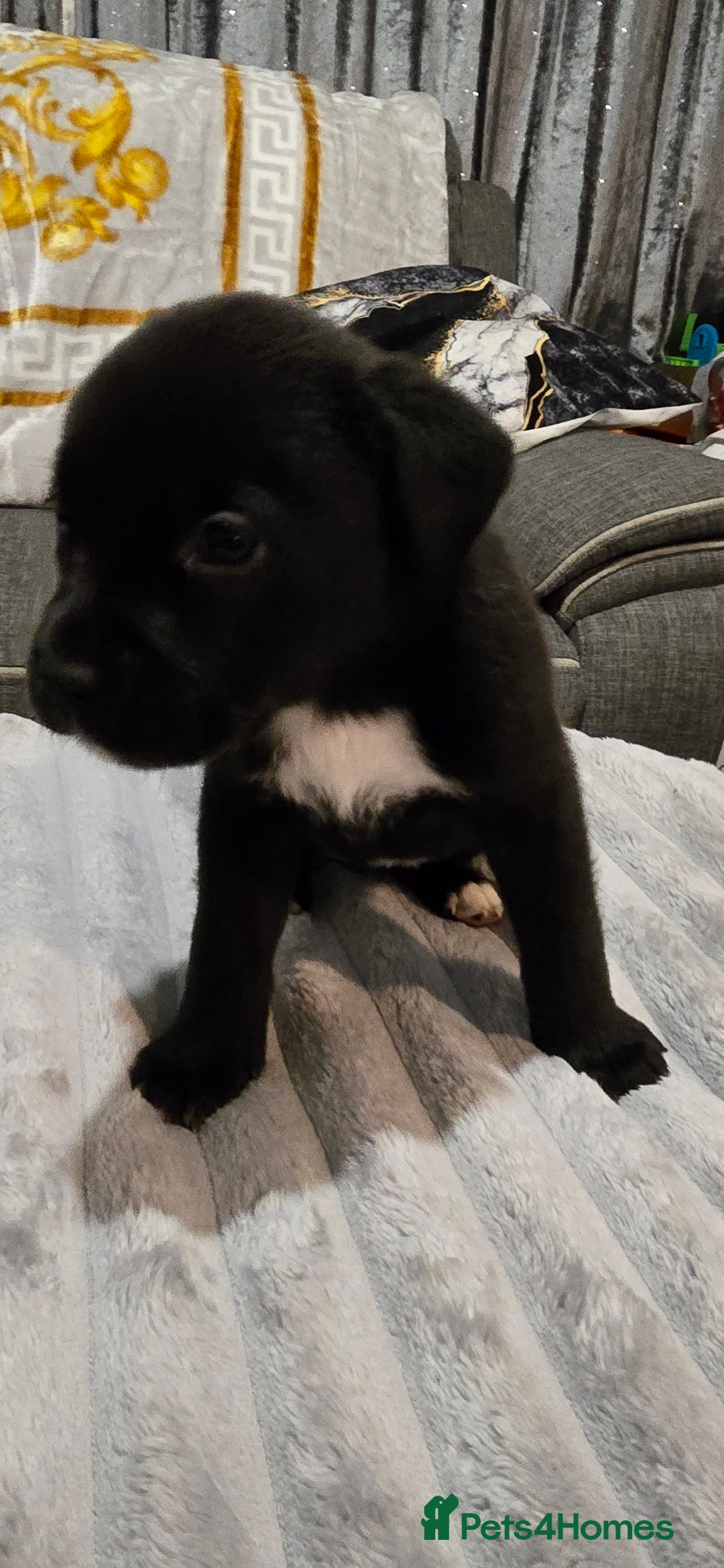 Mixed Breed dogs for sale: Staffy x Japanese akitas and cane corso pups - Advert 3