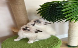 Ragdoll cats for sale: Beautiful rare pattern TICA Ragdoll babies - Image 6