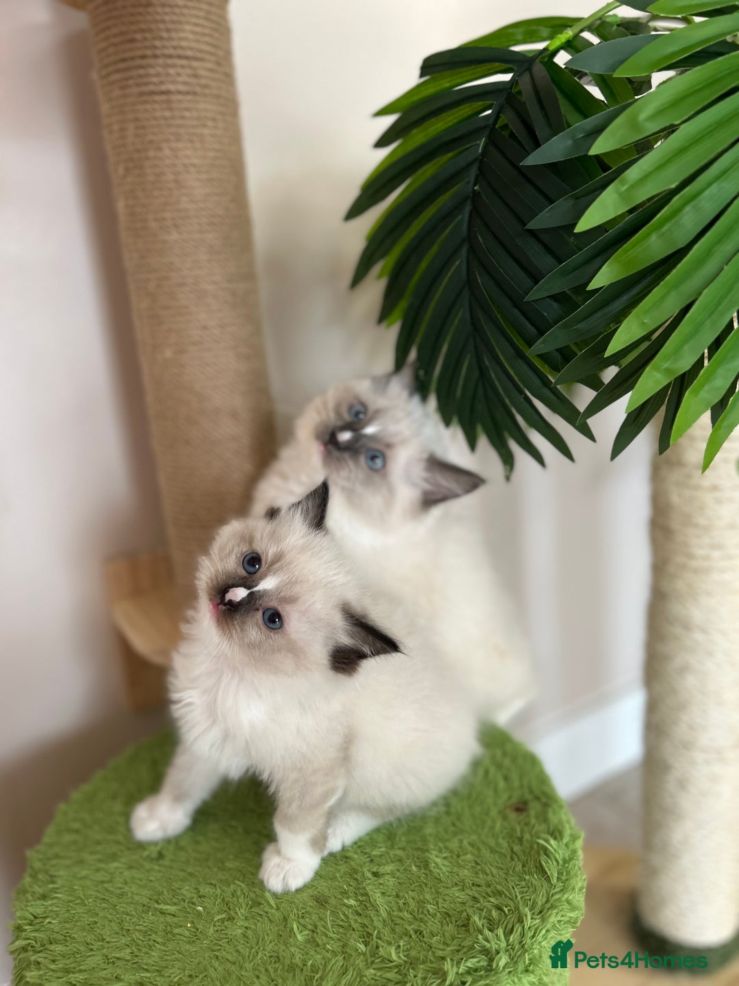 Ragdoll cats for sale: Beautiful rare pattern TICA Ragdoll babies - Image 6