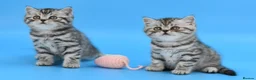 Scottish Fold cats for sale: LICENSED CATTERY Last KittenPURE BREED TOP QUALITY - Advert 1