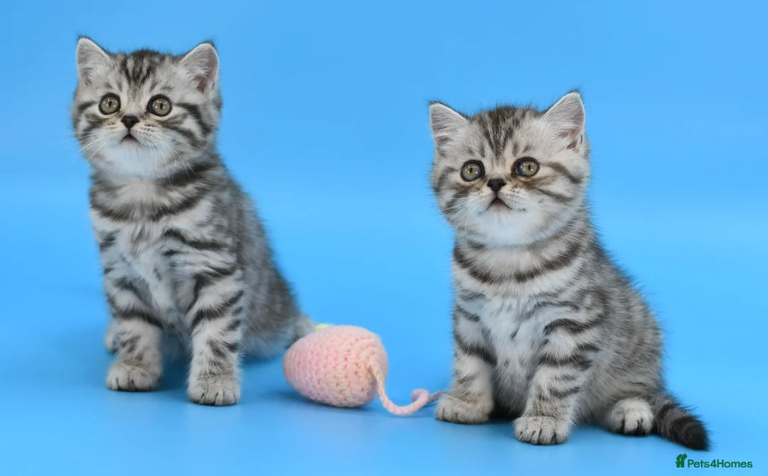 Scottish Fold cats for sale: LICENSED CATTERY Last KittenPURE BREED TOP QUALITY - Advert 1
