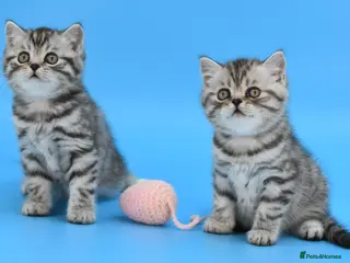 Scottish Fold cats LICENSED CATTERY, PURE BREED TOP QUALITY KITTENS - Advert 13