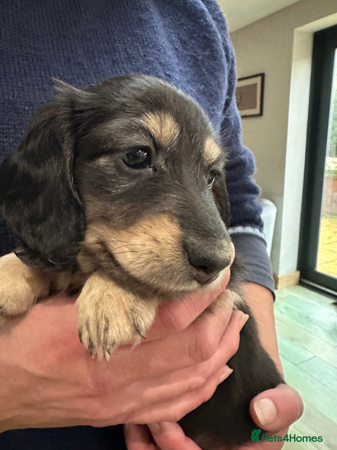 Miniature Dachshund dogs for sale: Miniature Long Haired Dachshund  - Advert 10