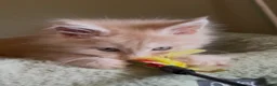 Maine Coon cats for sale: Cream Smoke Tabby Maine Coon Boy READY NOW in Dorking - Advert 9