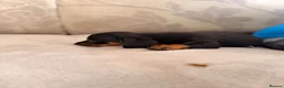 Jackshund dogs for sale: Jackshund puppy for sale  - Advert 5