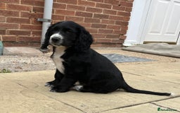 Cocker Spaniel dogs for sale: Beautiful Cocker Spaniel Puppies  - Image 4