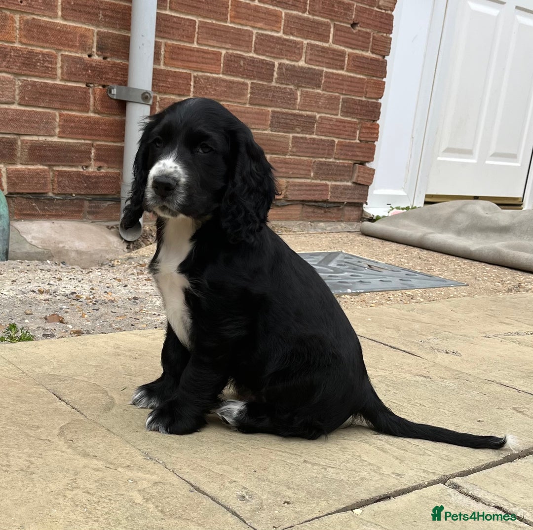 Cocker Spaniel dogs for sale: Beautiful Cocker Spaniel Puppies  - Image 4