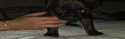 Mixed Breed dogs for sale: Fraffies *staff/frenchie* - Advert 5